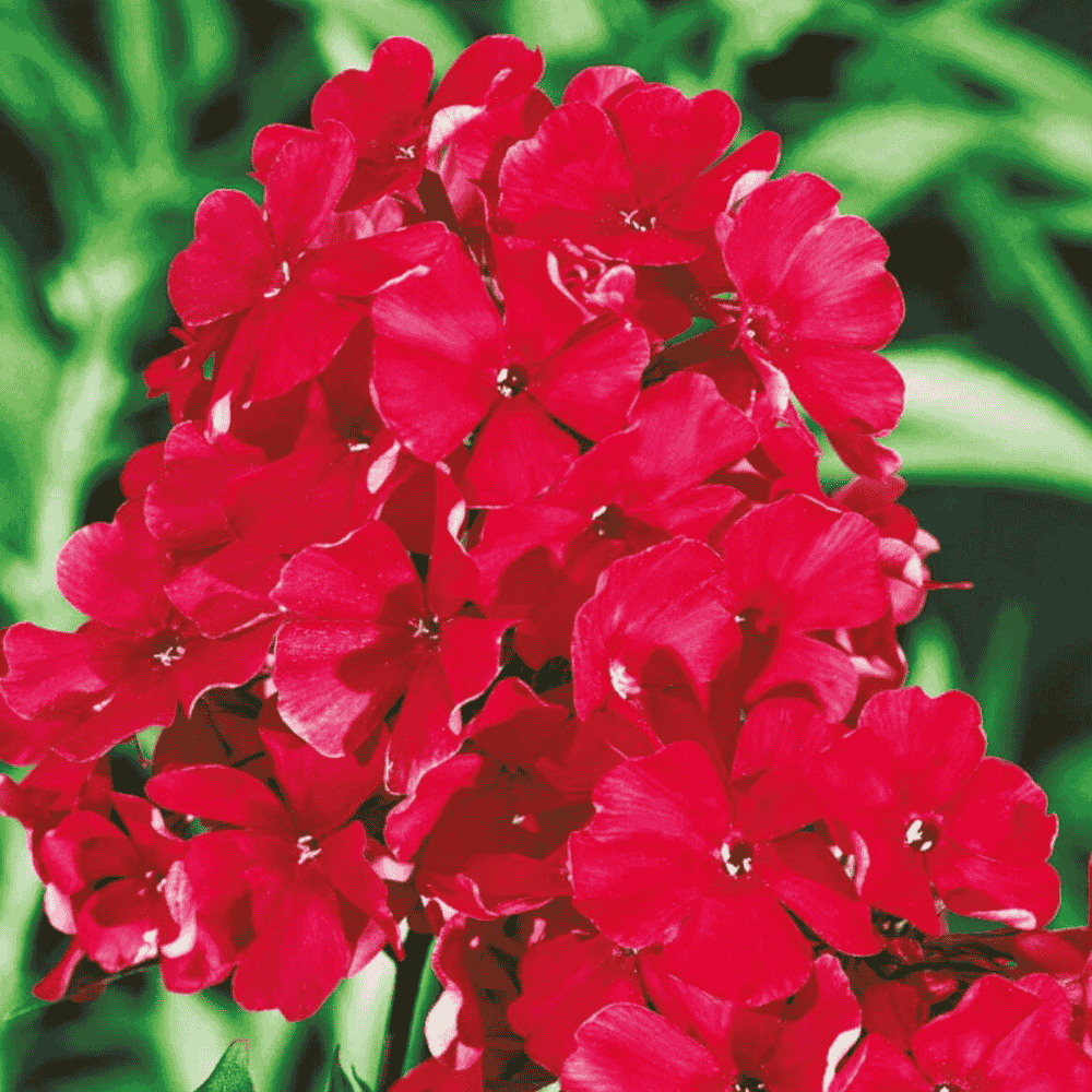 PHLOX - PŁOMYK WIECHOWATY CZERWONY-1