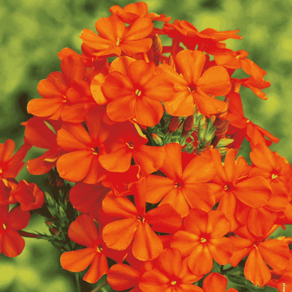 PHLOX - PŁOMYK WIECHOWATY POMARAŃCZOWY-1