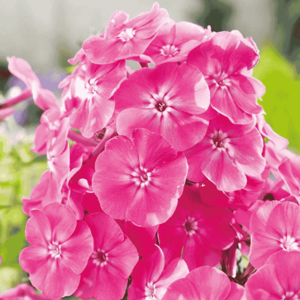 PHLOX - PŁOMYK WIECHOWATY RÓŻOWY-1