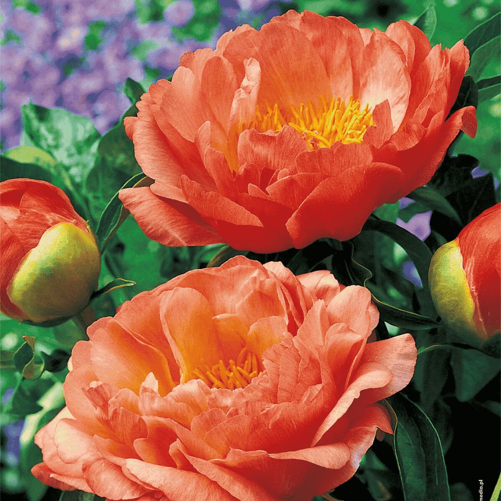 Paeonia - CORAL SUNSET