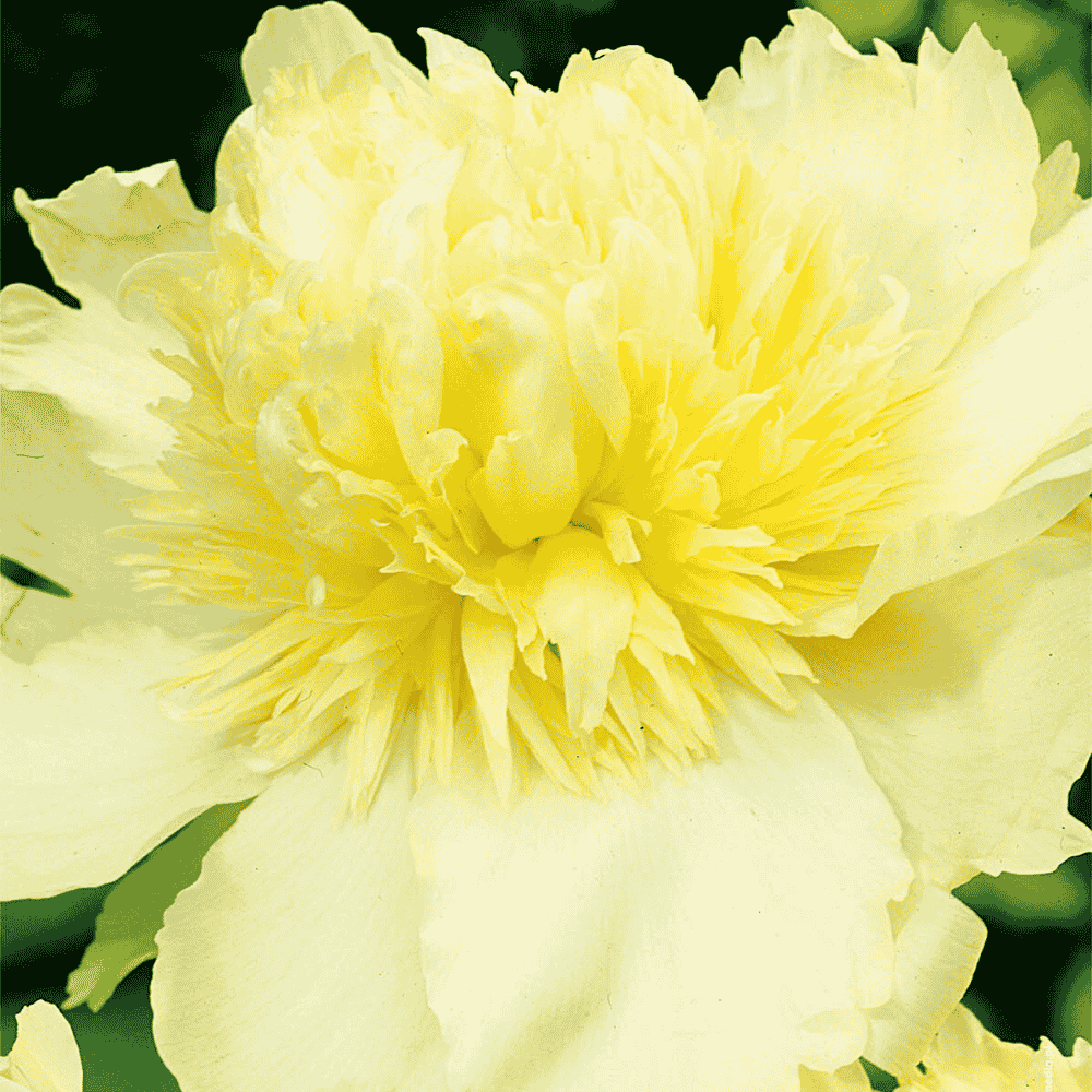 Paeonia - PRIMA VERA