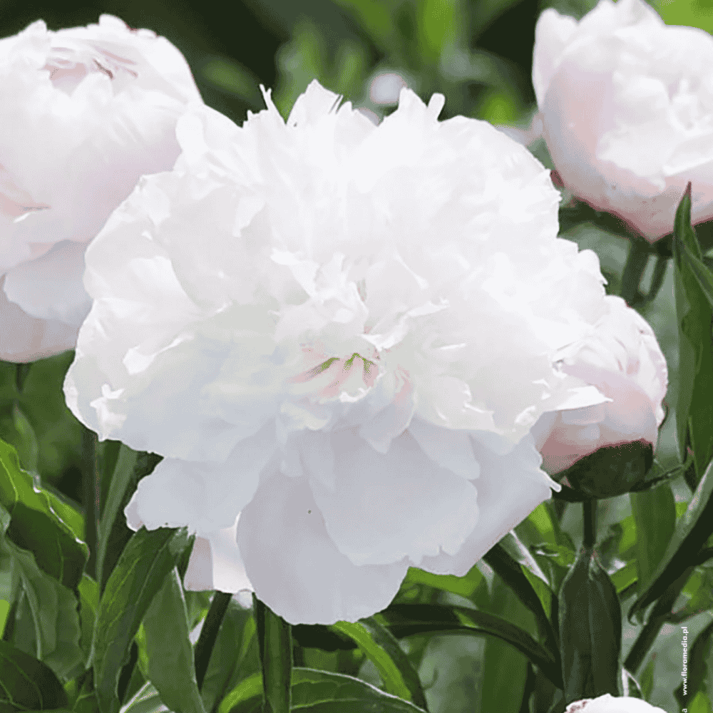 Paeonia - SHIRLEY TEMPLE