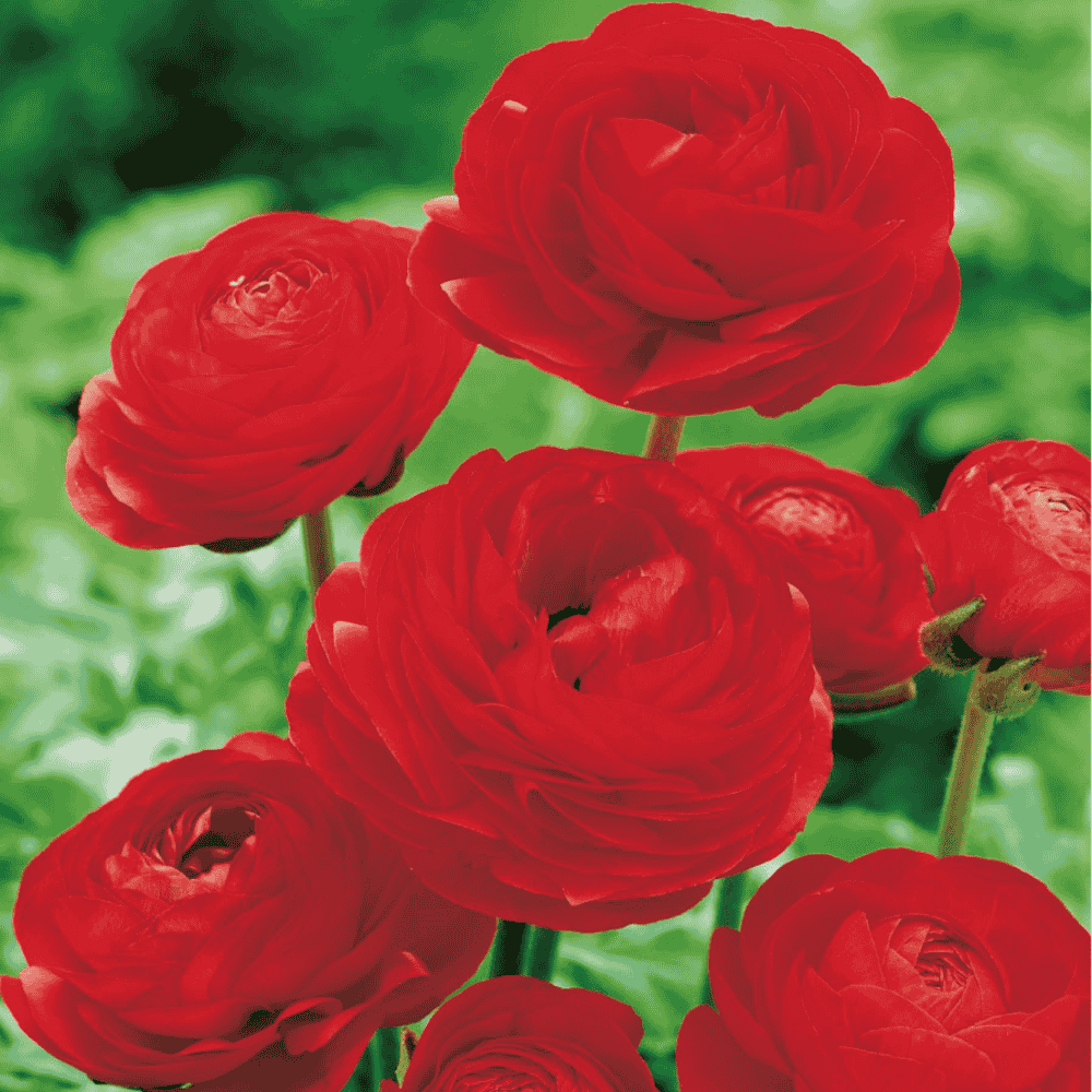RANUNCULUS - JASKIER CZERWONY
