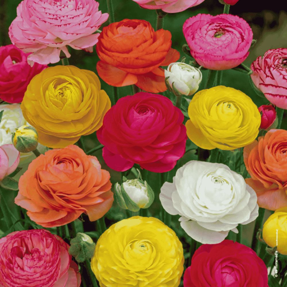 RANUNCULUS - JASKIER MIX