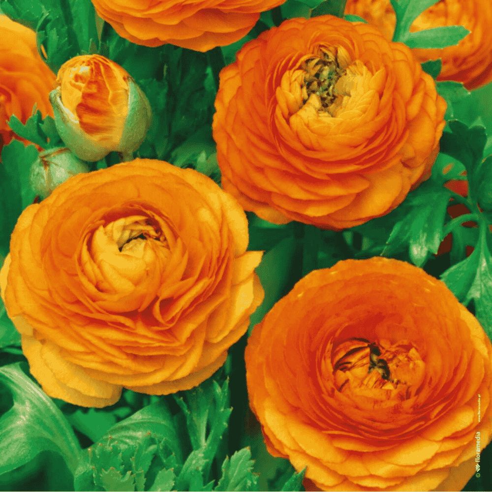 RANUNCULUS - JASKIER POMARAŃCZOWY