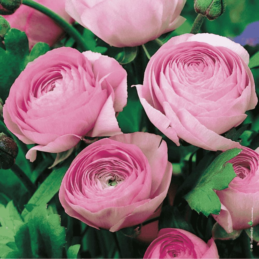 RANUNCULUS - JASKIER RÓŻOWY