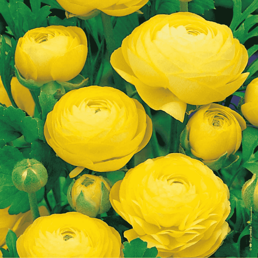 RANUNCULUS - JASKIER ŻÓŁTY-1