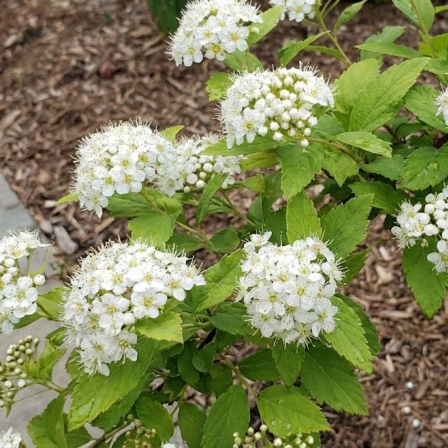 Tawuła Japońska Albiflora 1
