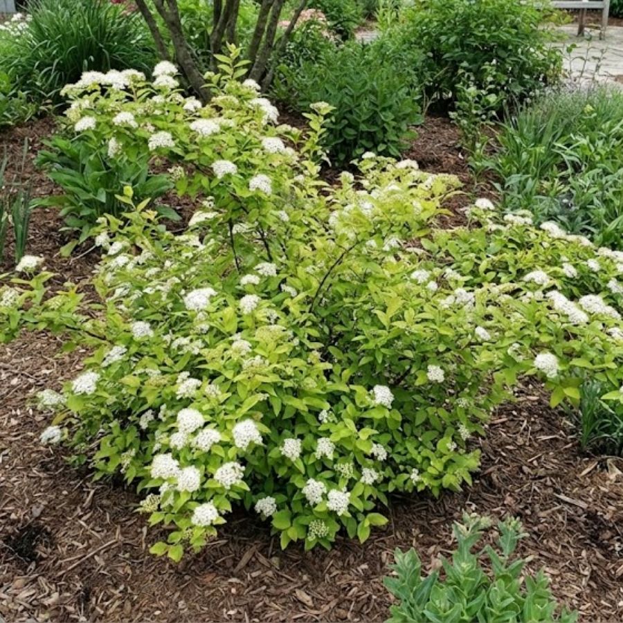 Tawuła Japońska Albiflora 2