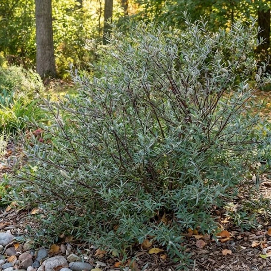 Wierzba Purpurowa Nana 1