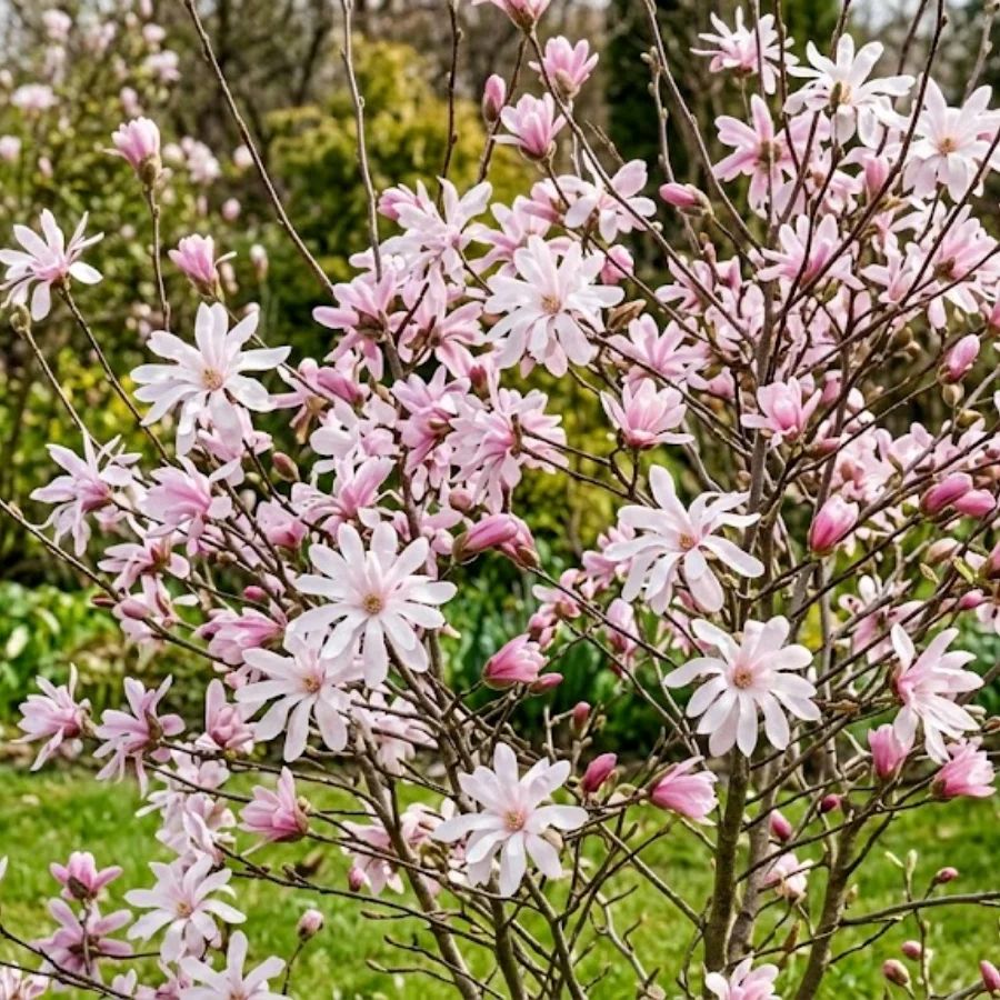 Magnolia Gwieździsta Rosea 1